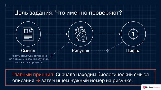 Слайд 2 презентации-разбора задания 13