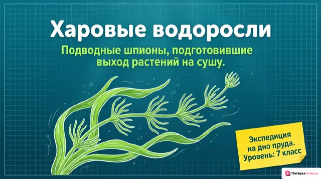 Обложка презентации к уроку «Харовые водоросли»