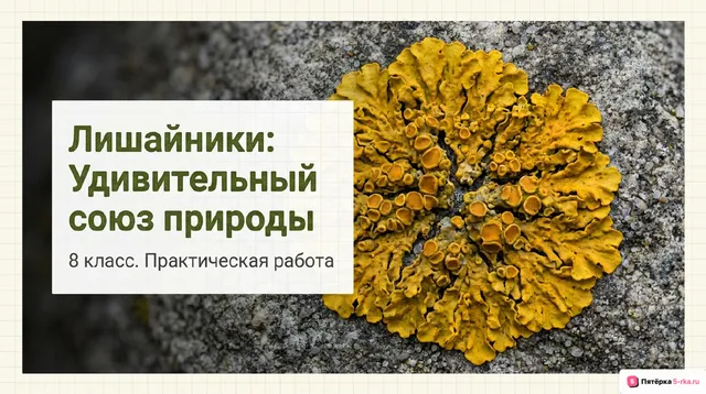 Обложка презентации к уроку «Лишайники»