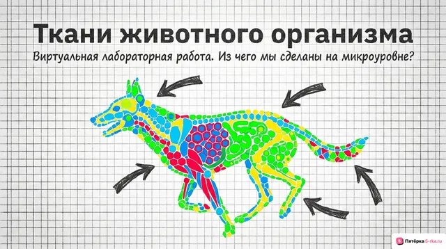 Обложка презентации к уроку «Ткани животного организма»