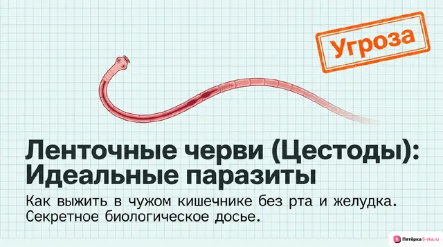 Обложка презентации к уроку «Ленточные черви»