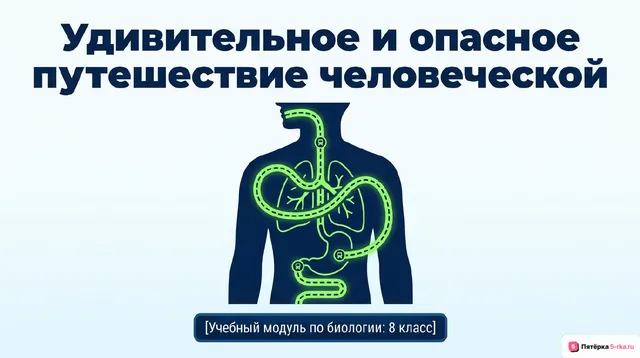 Обложка презентации к уроку «Строение и функции круглых червей»