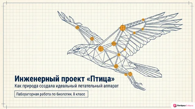 Обложка презентации к уроку «Опорно-двигательная система птиц»