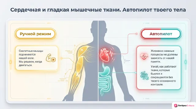 Обложка презентации к уроку «Сердечная и гладкая мышечные ткани»
