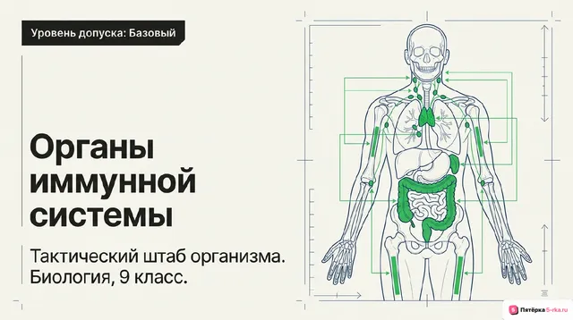 Обложка презентации к уроку «Органы иммунной системы»