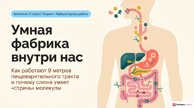 Обложка презентации к уроку «Анатомия пищеварительной системы»