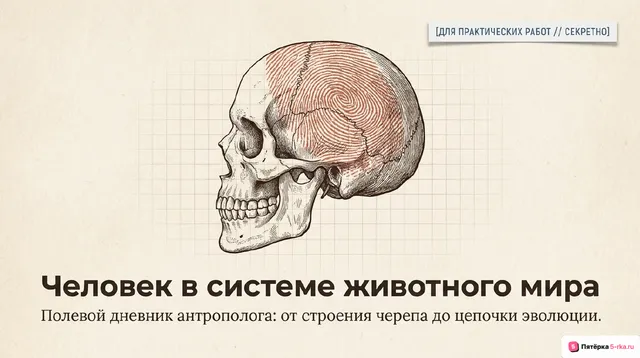 Обложка презентации к уроку «Человек в системе животного мира»