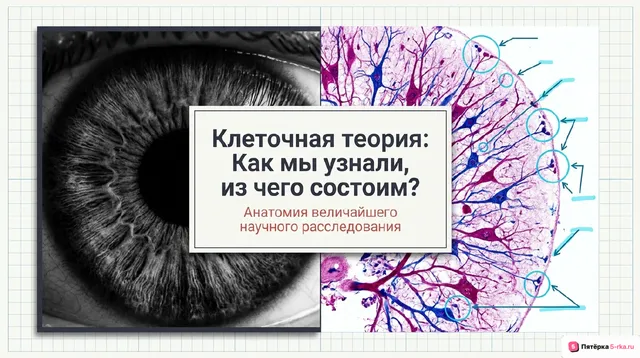 Обложка презентации к уроку «История открытия и изучения клетки»
