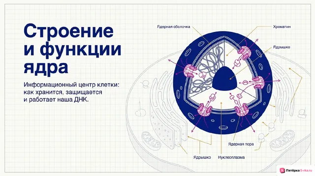 Обложка презентации к уроку «Строение и функции ядра»