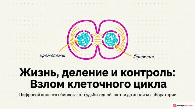 Обложка презентации к уроку «Типы клеток»