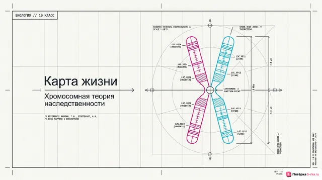 Обложка презентации к уроку «Хромосомная теория наследственности»