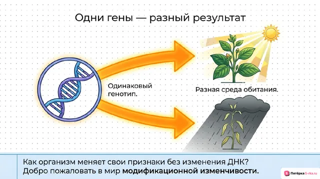 Обложка презентации к уроку «Модификационная изменчивость»