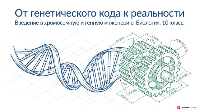 Обложка презентации к уроку «Хромосомная и генная инженерия»