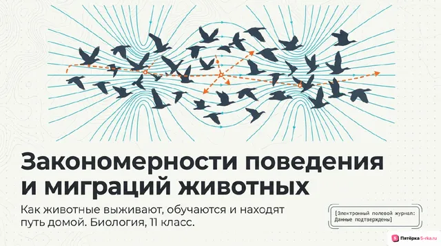 Обложка презентации к уроку «Закономерности поведения и миграций животных»