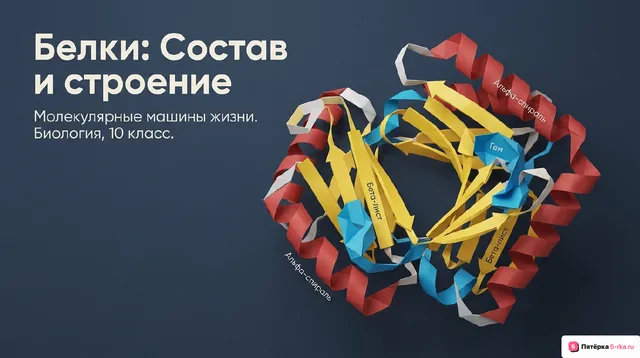 Обложка презентации к уроку «Белки»