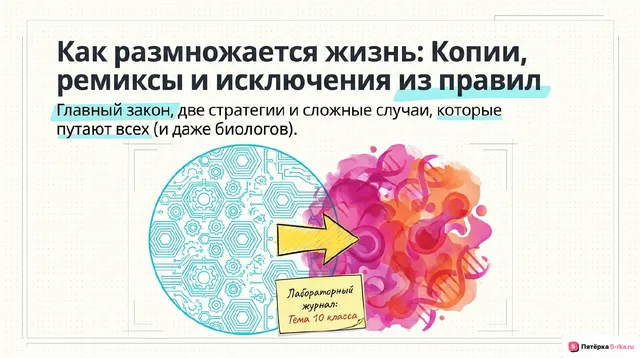 Обложка презентации к уроку «Формы размножения организмов»
