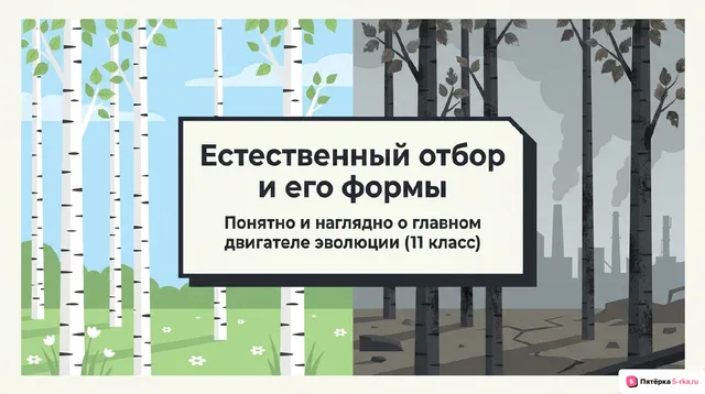 Обложка презентации к уроку «Естественный отбор и его формы»