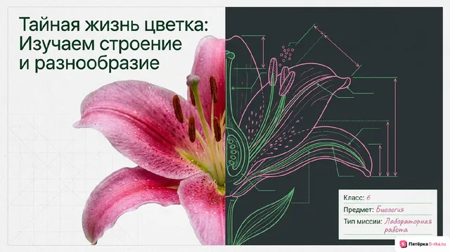 Обложка презентации к уроку «Строение и разнообразие цветков»
