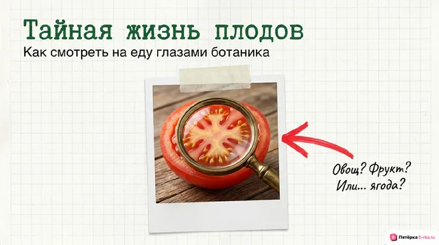 Обложка презентации к уроку «Плоды»