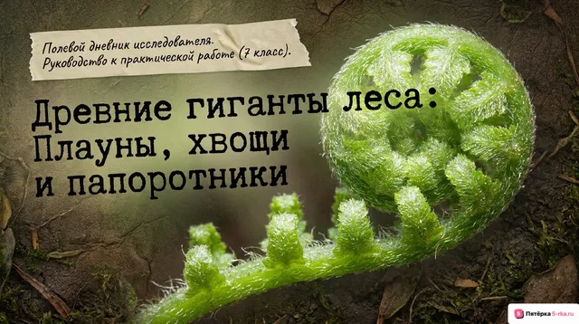 Обложка презентации к уроку «Особенности строения и жизнедеятельности плаунов, хвощей и папоротников»