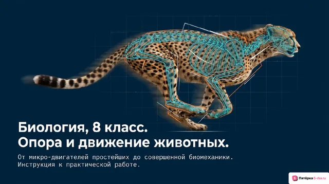 Обложка презентации к уроку «Опора и движение животных»