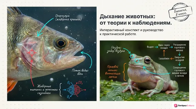 Обложка презентации к уроку «Дыхание животных»