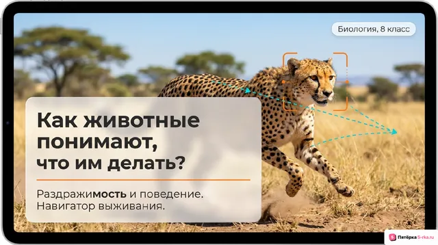 Обложка презентации к уроку «Раздражимость и поведение животных»