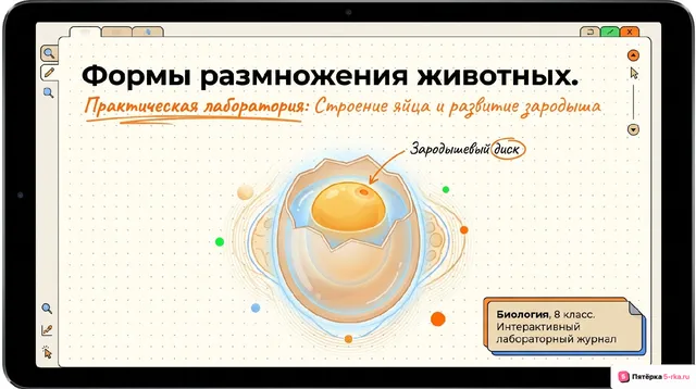 Обложка презентации к уроку «Формы размножения животных»