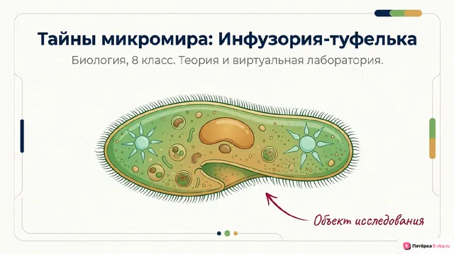 Обложка презентации к уроку «Общая характеристика простейших»