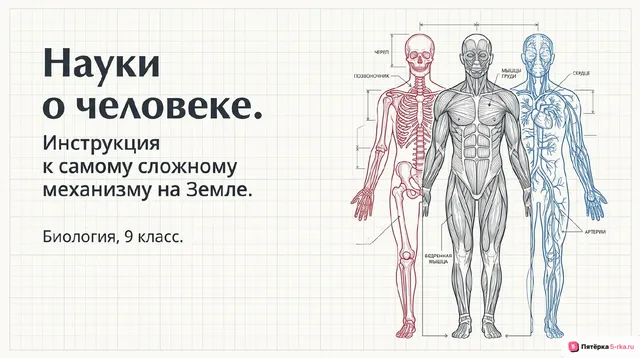 Обложка презентации к уроку «Науки о человеке»