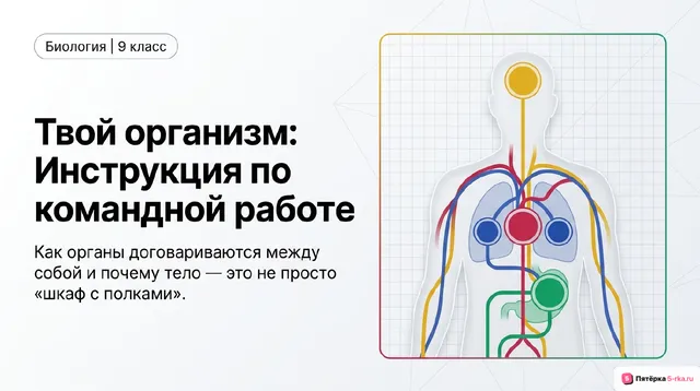 Обложка презентации к уроку «Органы и системы органов человека»