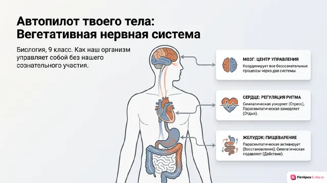 Обложка презентации к уроку «Вегетативная нервная система»