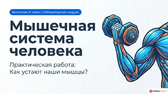 Обложка презентации к уроку «Мышечная система человека»